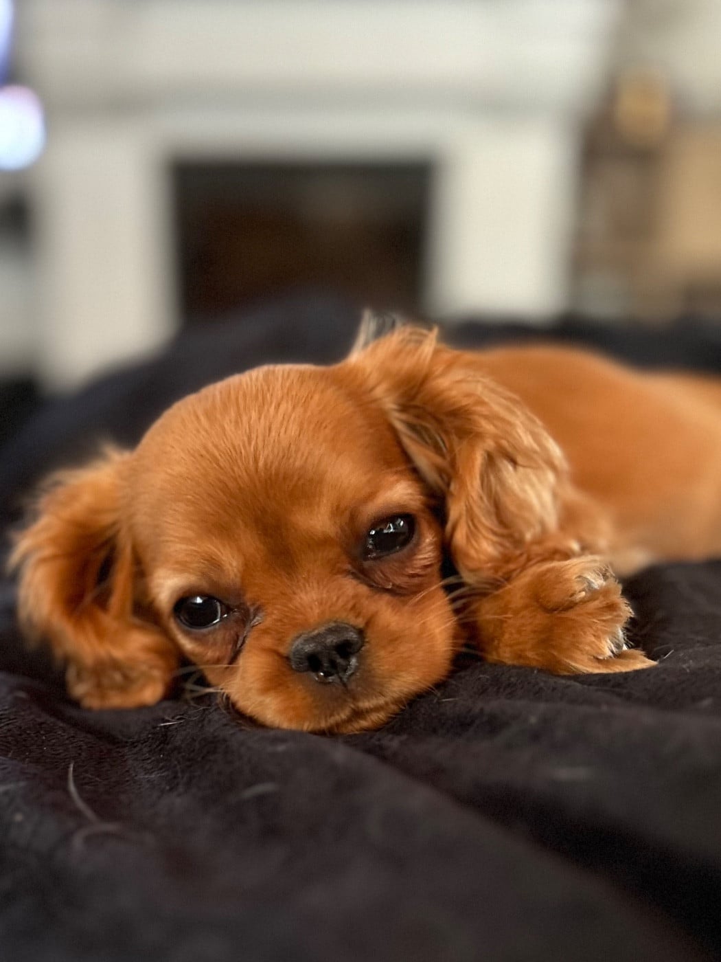 Alice Du puits des sortileges