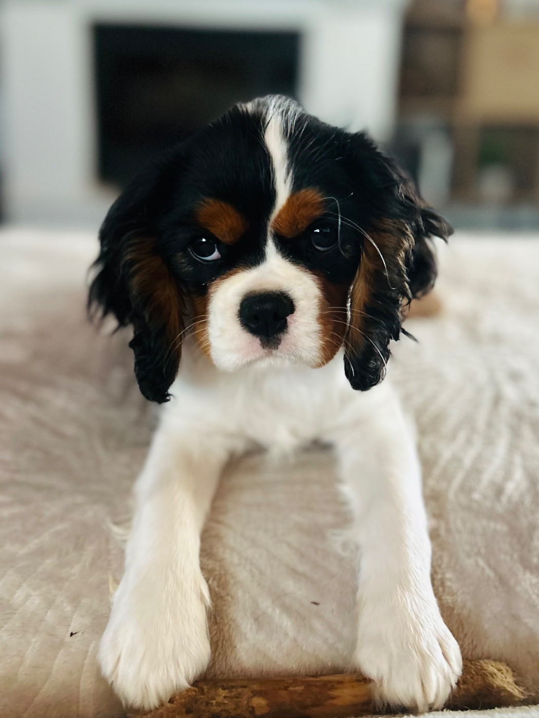 Aria of Beauties the Isle