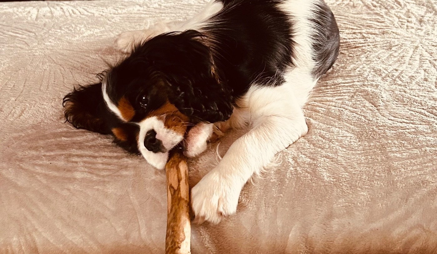 Aria of Beauties the Isle