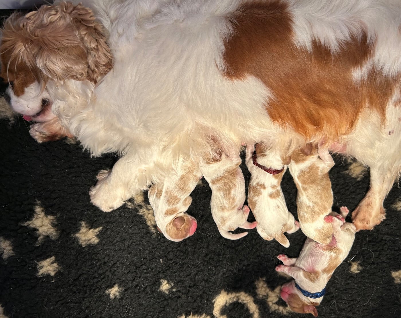 Cavalier King Charles Spaniel - of Beauties the Isle