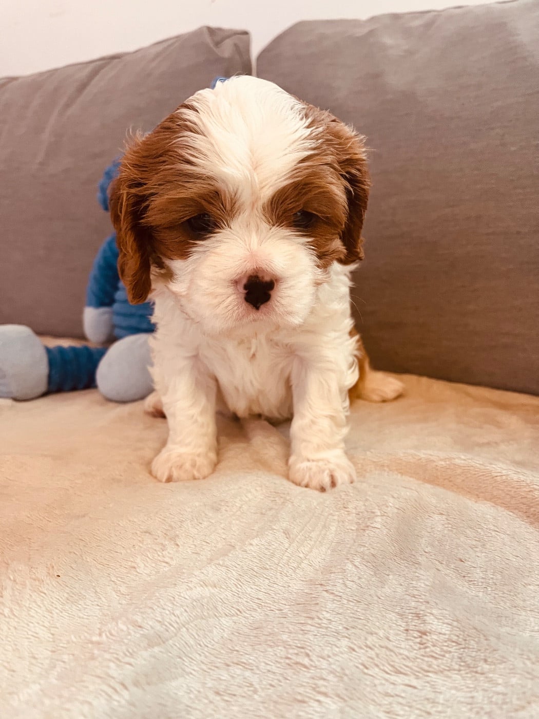 Cavalier King Charles Spaniel - of Beauties the Isle