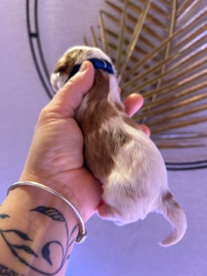 Les chiots de Cavalier King Charles Spaniel