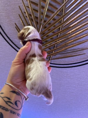 Les chiots de Cavalier King Charles Spaniel