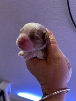Les chiots de Cavalier King Charles Spaniel