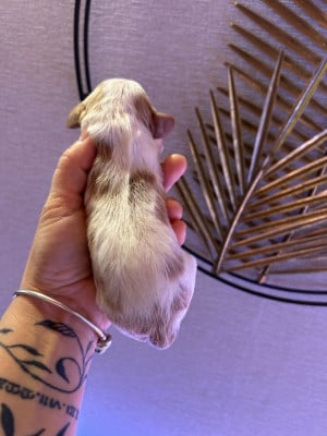 Les chiots de Cavalier King Charles Spaniel