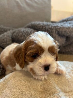 Les chiots de Cavalier King Charles Spaniel