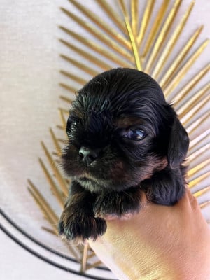Les chiots de Cavalier King Charles Spaniel