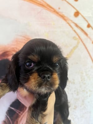 Les chiots de Cavalier King Charles Spaniel