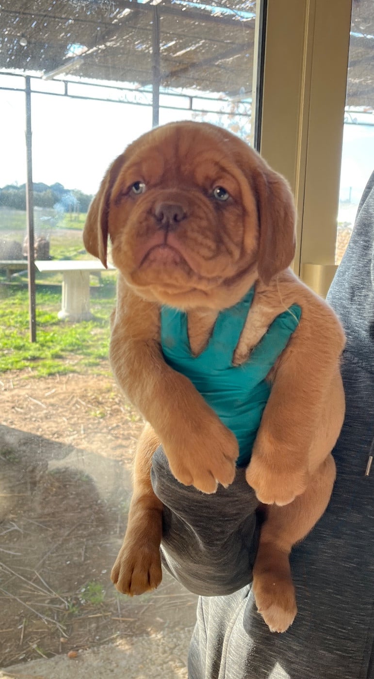CHIOT collier vert - Dogue de Bordeaux