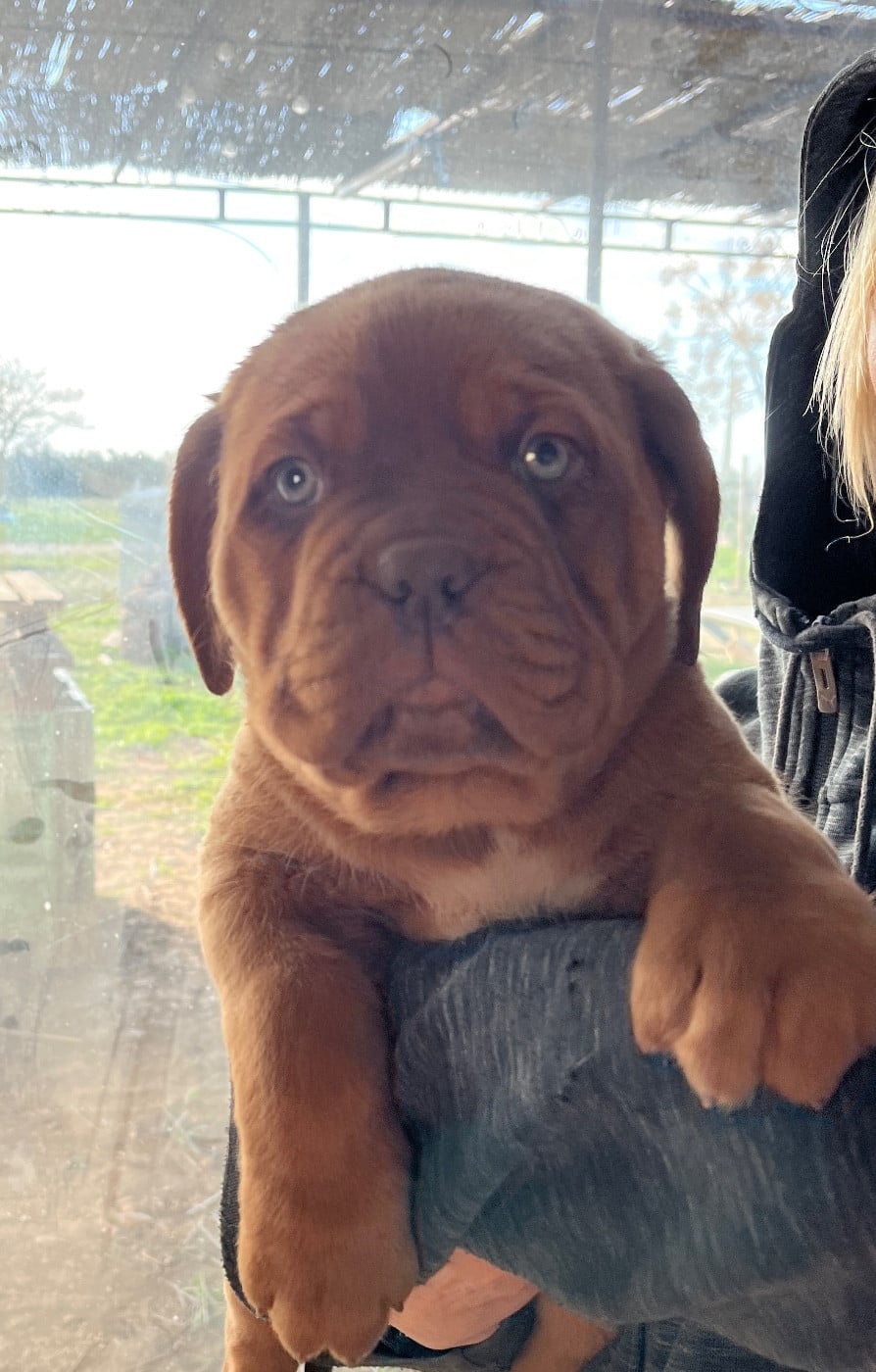CHIOT collier jaune - Dogue de Bordeaux