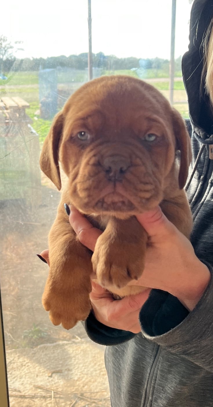 CHIOT collier orange - Dogue de Bordeaux