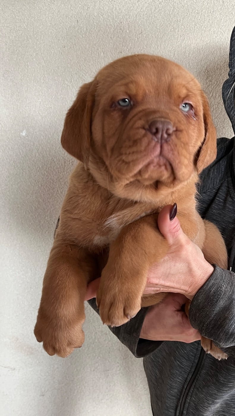CHIOT collier bleu - Dogue de Bordeaux
