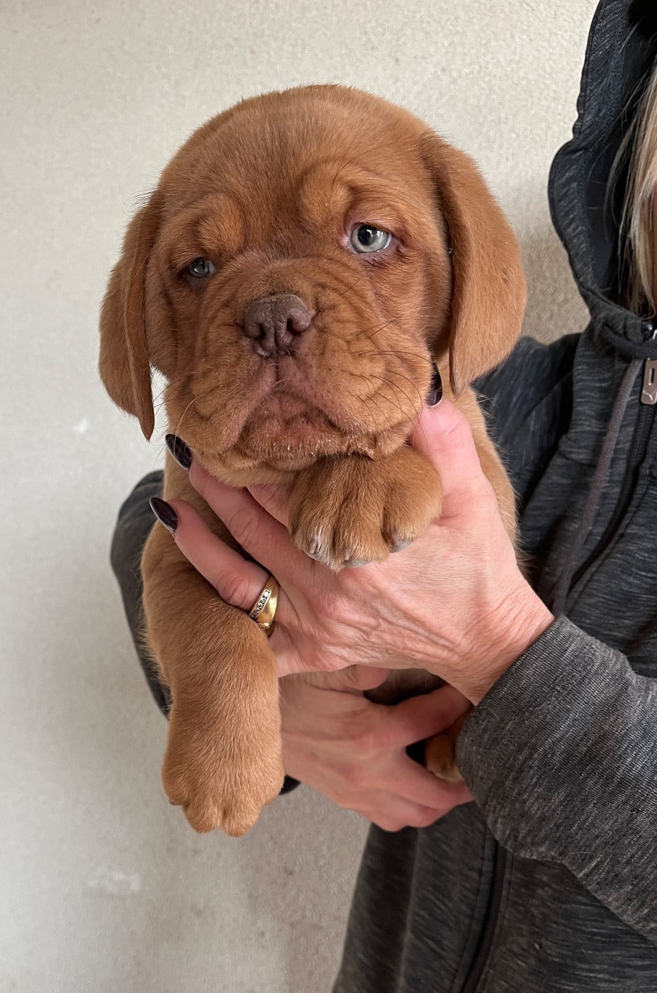 CHIOT collier rose - Dogue de Bordeaux