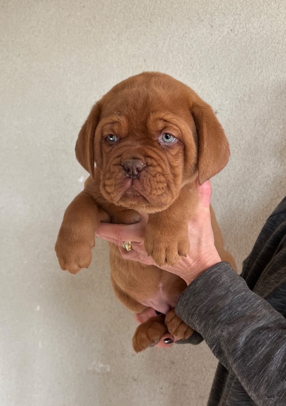 CHIOT collier jaune fluo - Dogue de Bordeaux