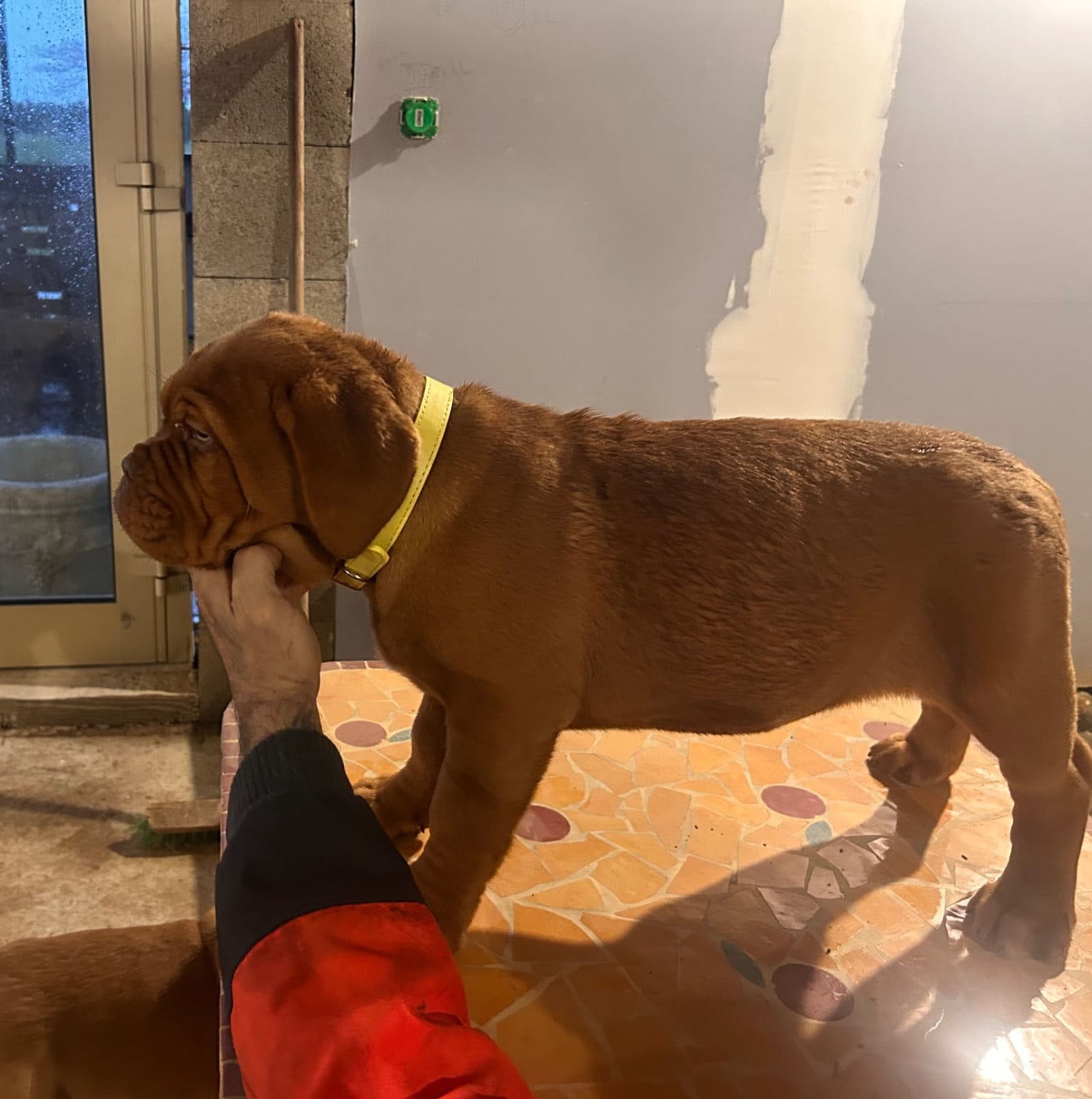 CHIOT collier jaune fluo