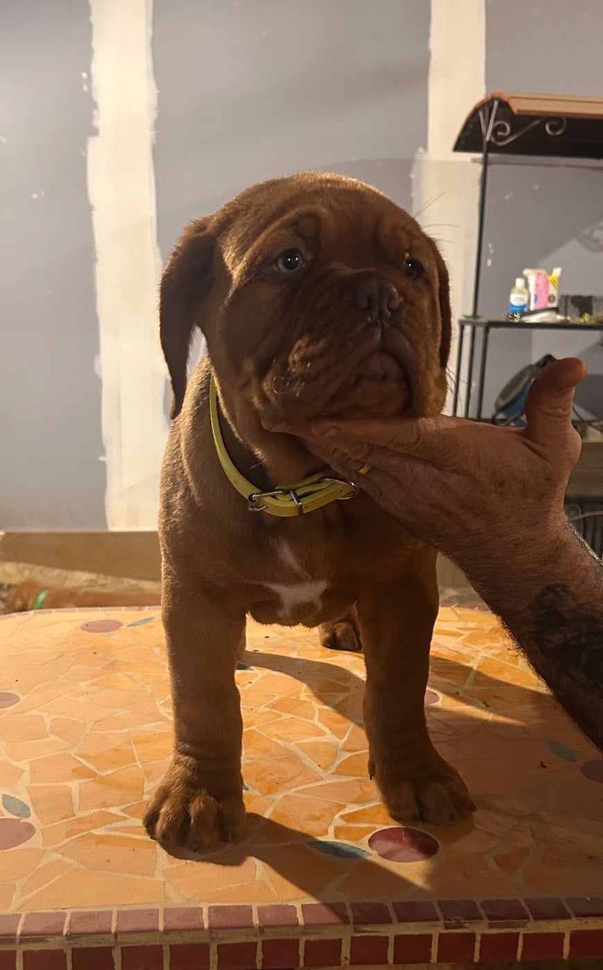 CHIOT collier jaune fluo