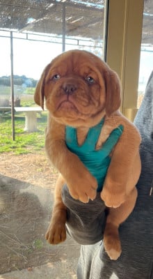 Les chiots de Dogue de Bordeaux