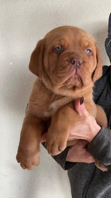 Les chiots de Dogue de Bordeaux