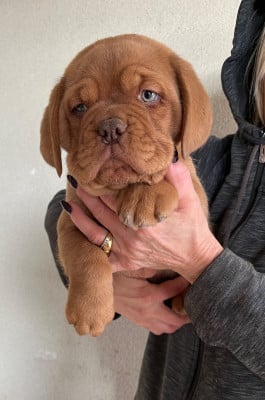 Les chiots de Dogue de Bordeaux