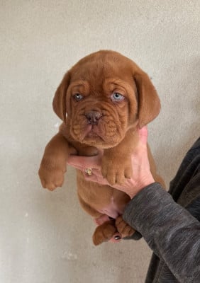 Les chiots de Dogue de Bordeaux