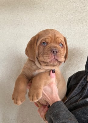 Les chiots de Dogue de Bordeaux