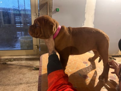 Les chiots de Dogue de Bordeaux