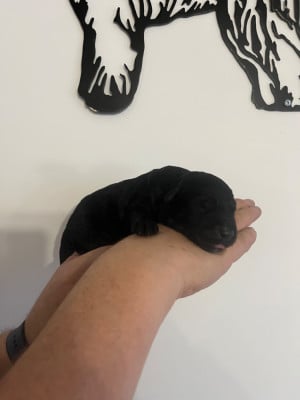 Les chiots de Bouvier des Flandres