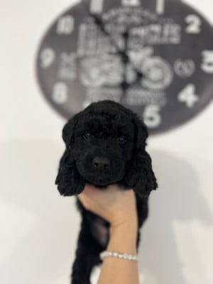 Les chiots de Bouvier des Flandres