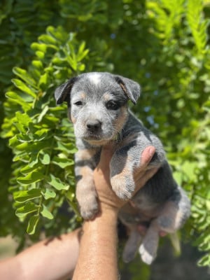 Les chiots de Bouvier australien
