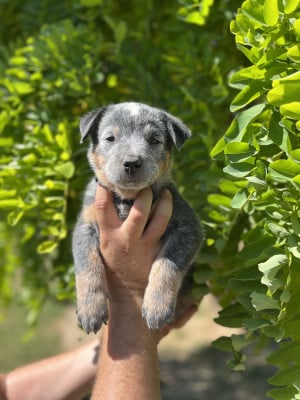 Les chiots de Bouvier australien