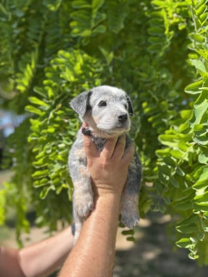 Les chiots de Bouvier australien