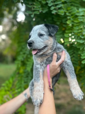Les chiots de Bouvier australien