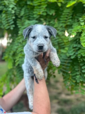 Les chiots de Bouvier australien