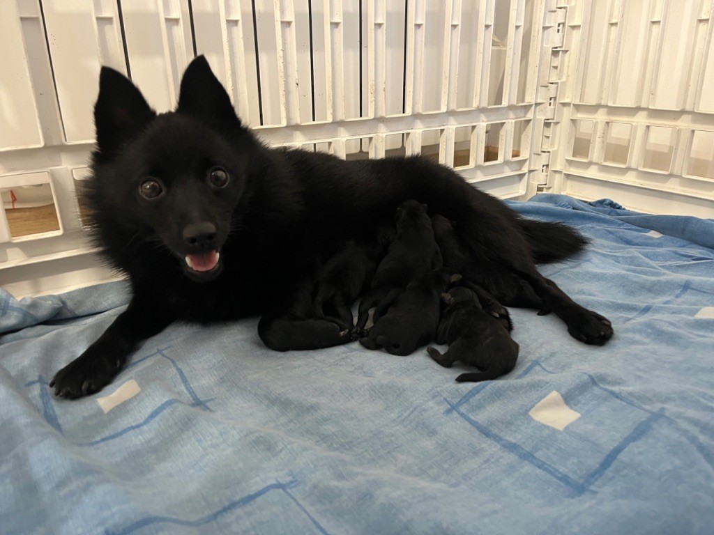 Schipperke - Des Charbonnay D'Artois