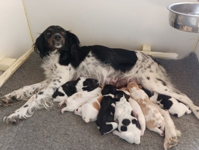 Des Terres Aniciennes