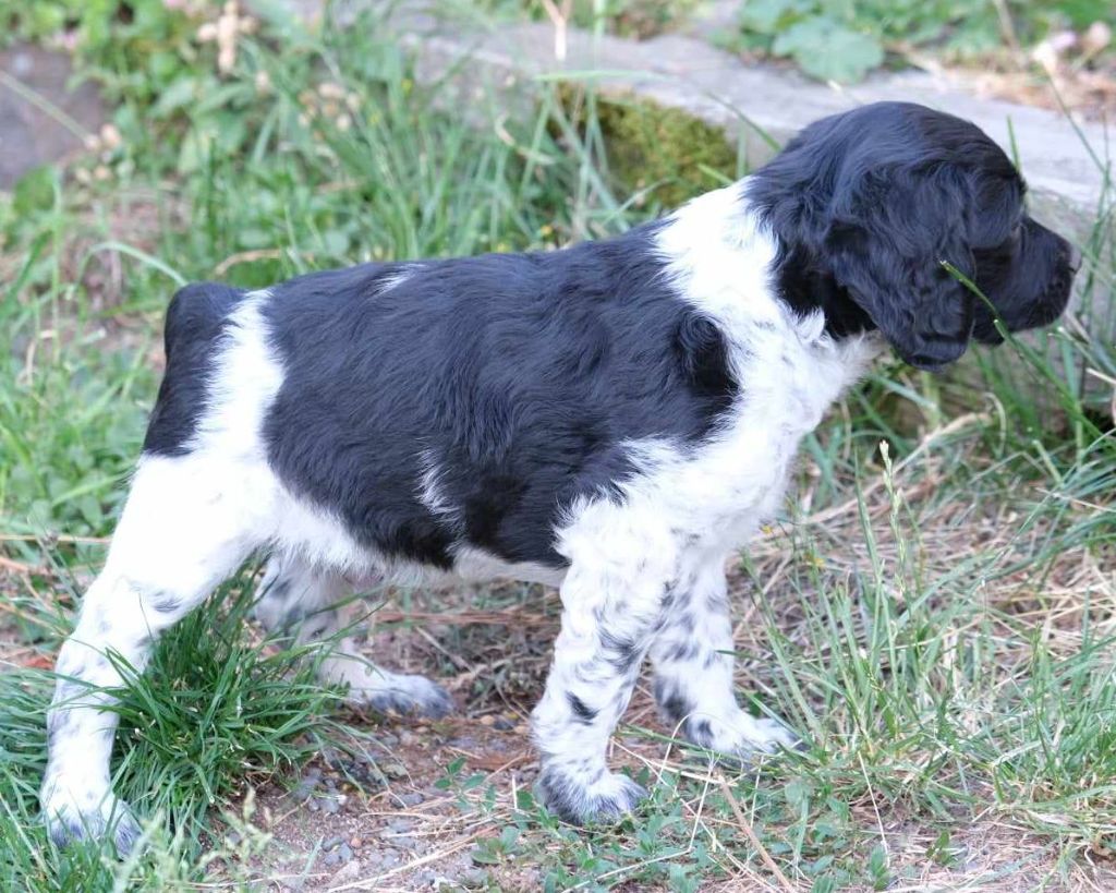 Chiot Epagneul Breton - CHIOT Des Terres Aniciennes