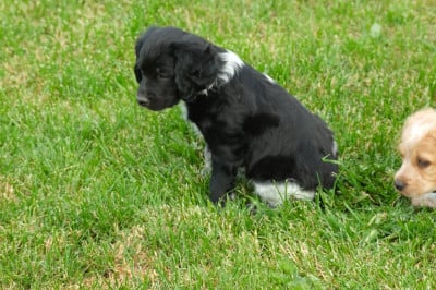 Les chiots de Epagneul Breton