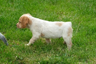 Les chiots de Epagneul Breton