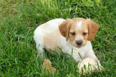 Les chiots de Epagneul Breton
