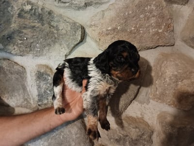 Chiot N°1 - Epagneul Breton