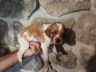 Chiot N°2 - Epagneul Breton
