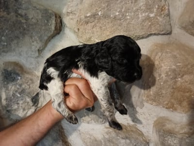 Chiot N°5 - Epagneul Breton
