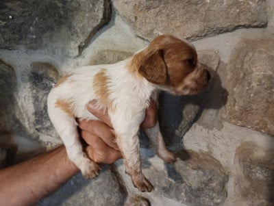 Chiot N°6 - Epagneul Breton