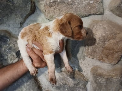 Chiot N°7 - Epagneul Breton