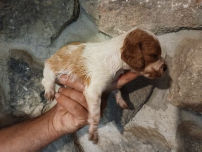 Chiot N°8 - Epagneul Breton