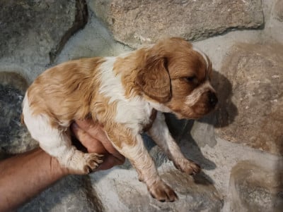 Chiot N°9 - Epagneul Breton
