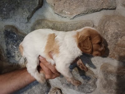 Chiot N°10 - Epagneul Breton