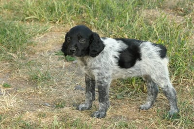 Les chiots de Epagneul Breton