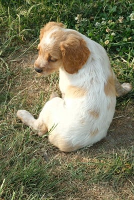 Les chiots de Epagneul Breton