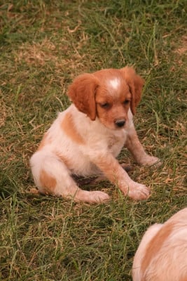 Les chiots de Epagneul Breton